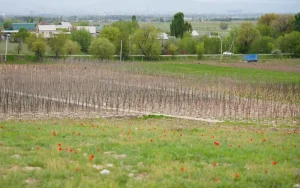 Столица Кыргызстана привлекает китайских инвесторов для создания крупнейшего в стране питомника деревьев