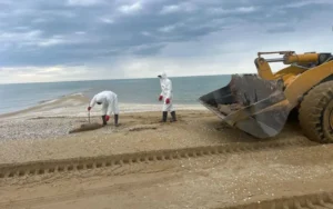 279 мертвых тюленей выбросило на берег Каспийского моря