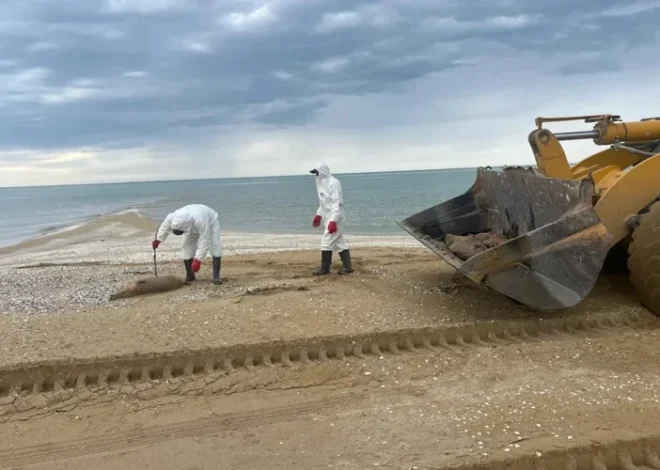 279 мертвых тюленей выбросило на берег Каспийского моря