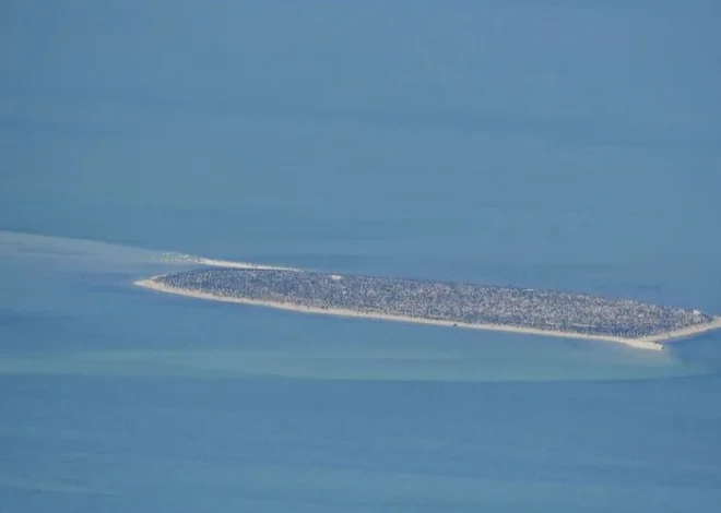 В Абу-Даби зафиксирован рост популяций дюгоней и морских черепах