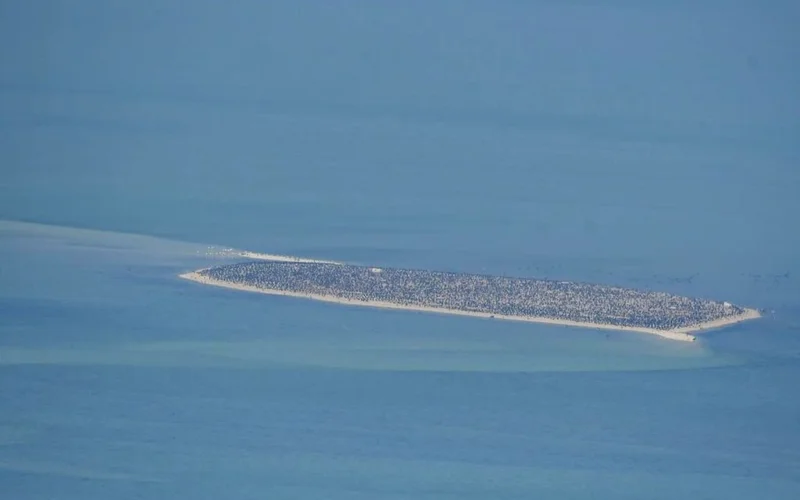 В Абу-Даби зафиксирован рост популяций дюгоней и морских черепах