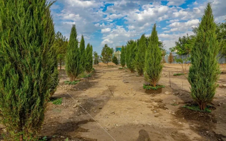 В Алматы к 2030 году планируют высадить 2,5 миллиона деревьев