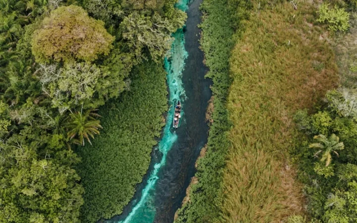 Бразилия инвестирует $1 млрд в международный фонд по сохранению лесов