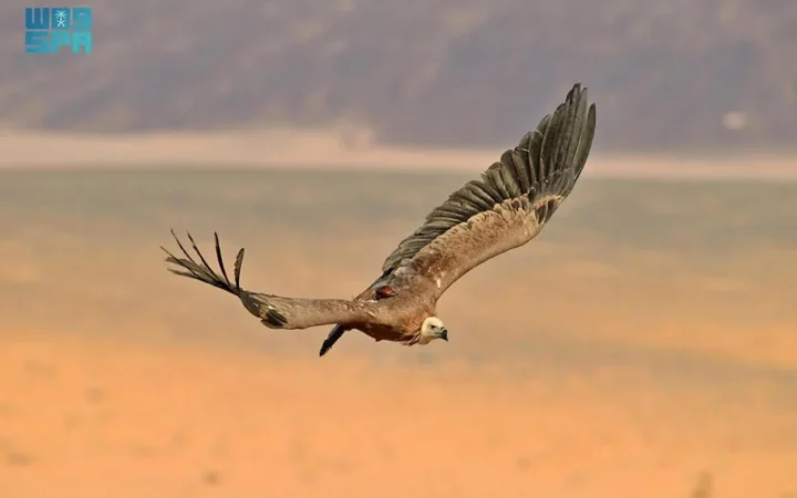 От Аравии до Кавказа: два грифа пролетели 245 тыс. км через восемь стран