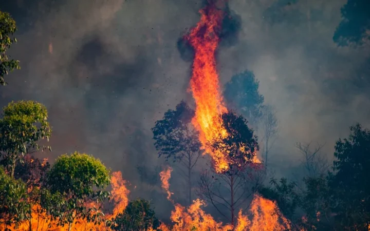 Отчет ВМО: Лесные пожары из-за изменения климата ухудшают воздух по всему миру