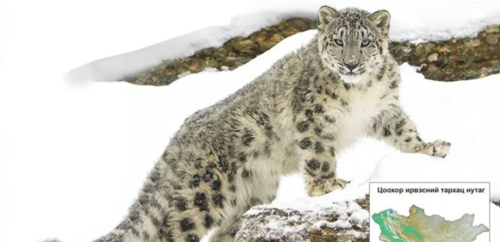 Монголия присоединяется к Международному фонду снежного барса: новый этап в охране ирбисов