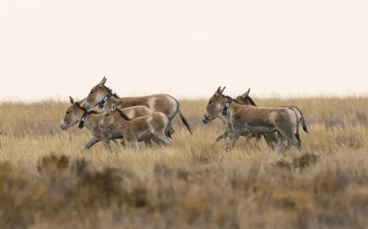 В резерват «Алтын Дала» выпустили новую группу краснокнижных куланов