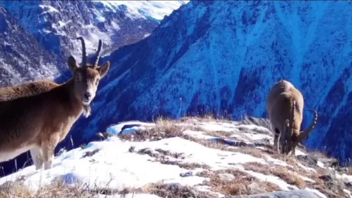 Казахстан обновит Красную книгу: 21 вид исключат, 11 – внесут в список