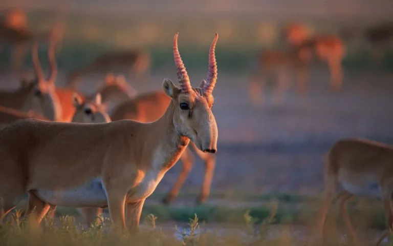 Казахстан управляет рекордной популяцией сайгаков: от регулирования до экспорта