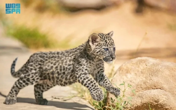 Аль-Ула: Передовой опыт Саудовской Аравии в защите дикой природы и экосистем