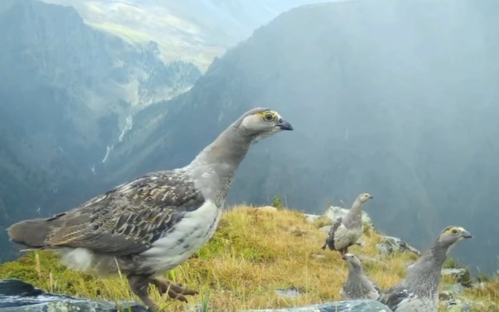Редкий алтайский улар запечатлен в высокогорье национального парка