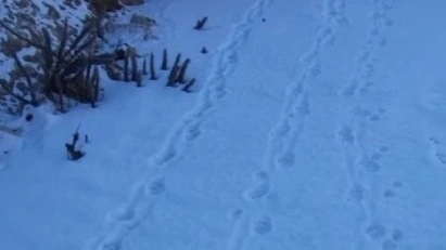 Редкий снежный барс запечатлен в национальном парке «Кольсайские озера»