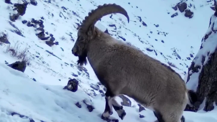 Уникальные кадры: Сибирские козероги и редкая птица сняты фотоловушками в Катон-Карагае