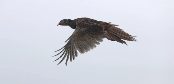 Турция: более 11 000 диких животных возвращены в природу в 2025 году