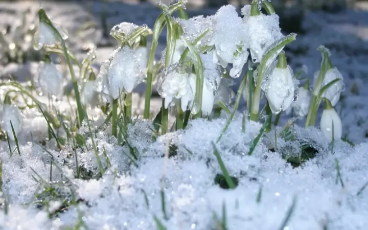 Январь 2026: пятый самый теплый месяц в мире с глобальными климатическими контрастами
