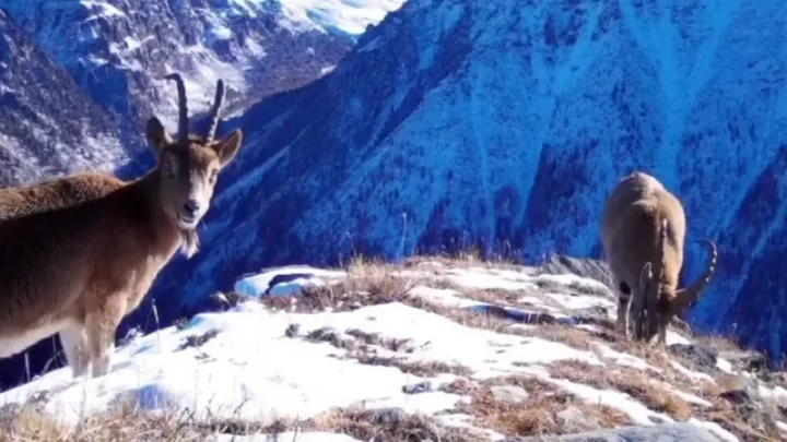 Жамбылская область: стабильный рост популяций редких видов фауны