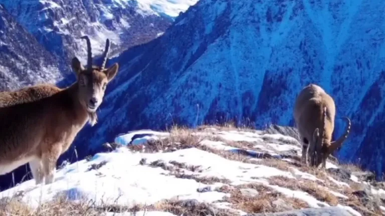 Жамбылская область: стабильный рост популяций редких видов фауны