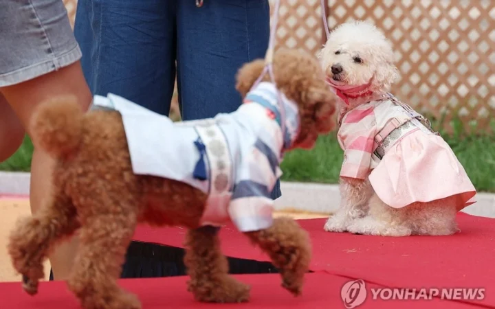 Южная Корея: Треть семей держит домашних питомцев, растут расходы и дискуссии