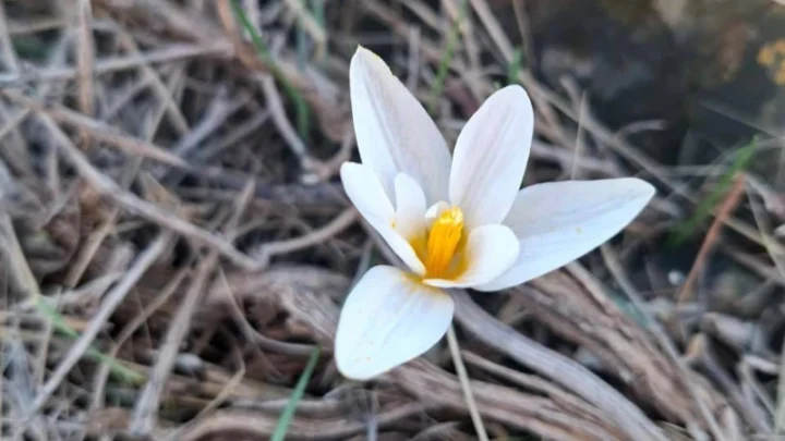 В Каратауском заповеднике расцвели подснежники, предвещая приход весны