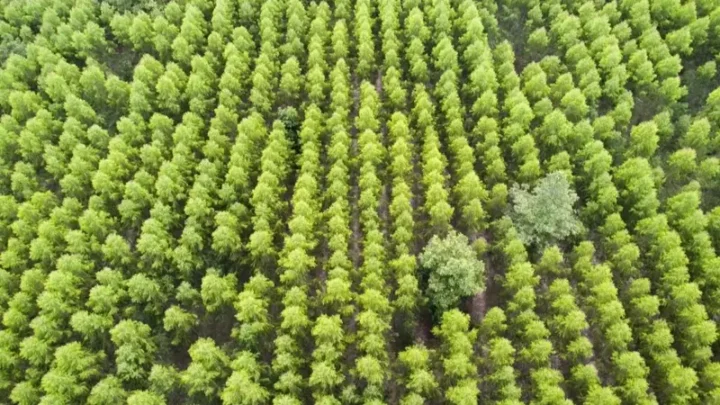 В Казахстане создадут сеть защитных лесополос для борьбы с опустыниванием