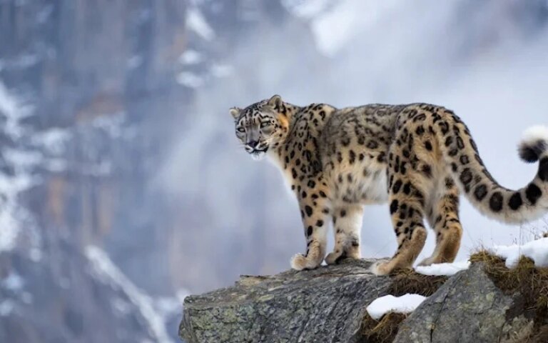 В Кыргызстане пройдет фестиваль в поддержку сохранения популяции снежного барса