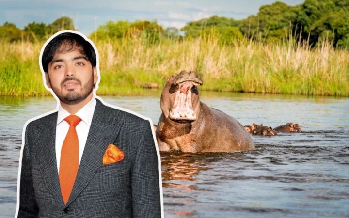 Индийский миллиардер предложил забрать бегемотов Эскобара из Колумбии