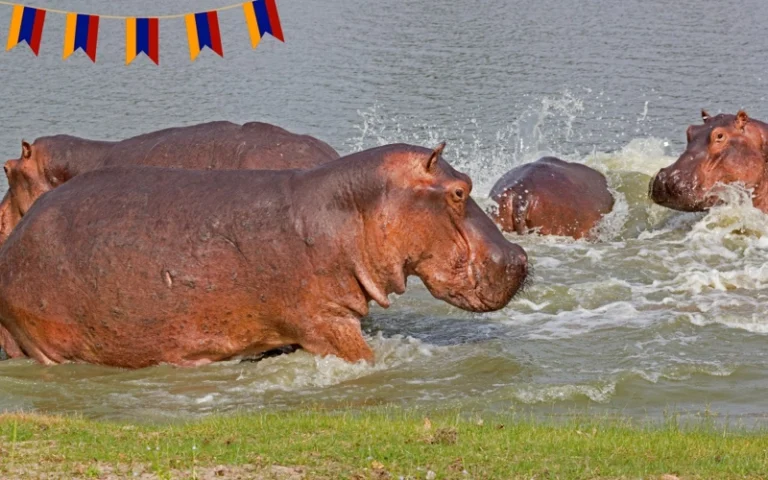 Власти Колумбии приступят к сокращению популяции «кокаиновых бегемотов»